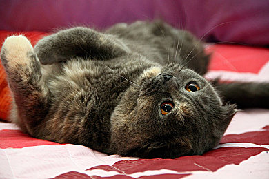 雏鸟pro圆你一个莉莉梦到|都市SUV新宠雏鸟PRO,助力莉莉实现汽车梦想,引领年轻消费潮流-1