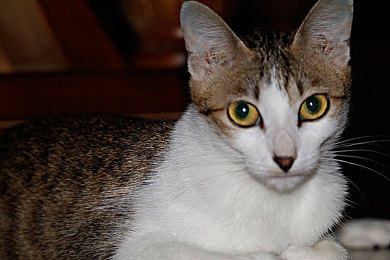 免费oppo版破解大全免费下载｜OPPO潜能挖掘神器，定制你的极致手机体验-3