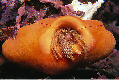 用羽毛划乳头瘙痒｜独特创意引关注，某品牌汽车以人性化设计彰显创新风采，打造未来出行新体验-3