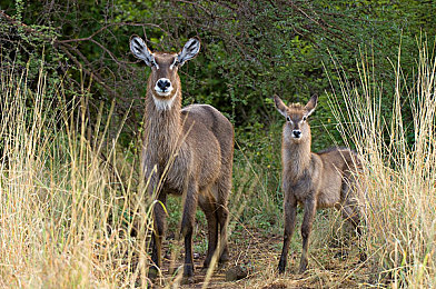 壮志凌云满天星|星河动力,领航未来,驾驭非凡之旅-2