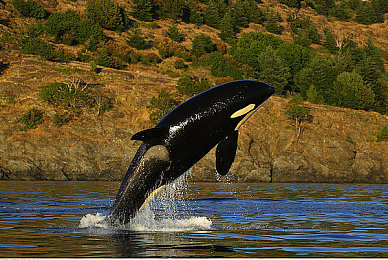 乌兰图雅裸体毛片|新能源汽车热潮下,技术创新与品牌形象双重挑战:汽车行业新动态深度解析-2