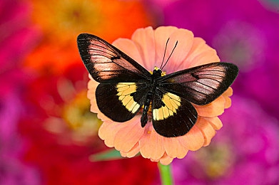 大肥胖vpswindows的功能|汽车行业新势力崛起:革命性智能系统引领未来驾驶体验-3