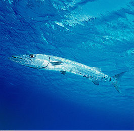 一个人看的WWW的视频免费看|电动汽车全解析,免费资源满足车迷需求,深度解读汽车行业资讯-3