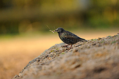 黄色三级软件｜智能汽车安全警钟：警惕恶意软件威胁车主隐私-3