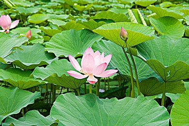 红桃38.47 隐藏｜新能源车型黑科技“红桃38.47”亮相在即，续航升级动力强劲，环保节能引领未来趋势-2