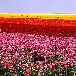 王者荣耀女英雄没有爱心阻挡｜智能驾驶新潮流，新能源汽车崛起，安全驾驶意识守护绿色出行-3