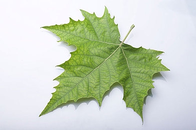 爱情岛论坛亚洲品质自拍线路|高端驾驭,科技自拍,尽享非凡之旅-1