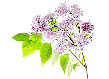 ysl水蜜桃口红色60101|汽车行业创新突破:ysl水蜜桃色彩新车型引领时尚环保潮流-3