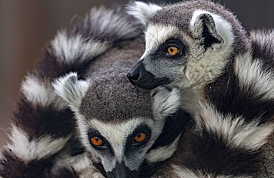 3D肉薄团|颠覆视觉盛宴,全新车型引领潮流:独特设计理念打造高性能汽车震撼上市-2