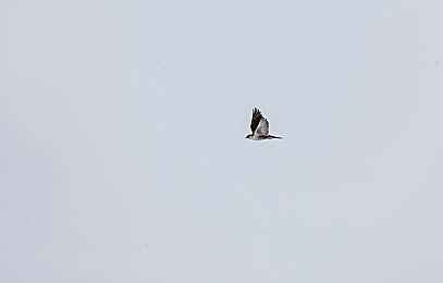 2025黄色软件|科技革新引领未来:智能汽车软件助行业变革,畅享便捷出行体验-2