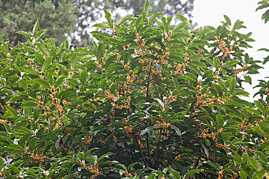 三 港版普通话版片段～澎湃号｜全新车型港版普通话版惊艳亮相，动力操控智能升级，引领汽车行业新潮流-1