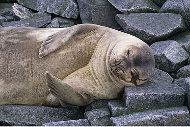 被男医生用手摸到高潮了｜“梦幻骑士电动汽车惊艳上市，极致舒适体验引领汽车新潮流”-2