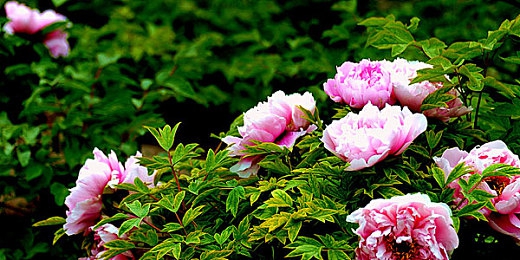 十大禁止黄色软件下载｜汽车安全护航，警惕“隐形陷阱”软件下载-3