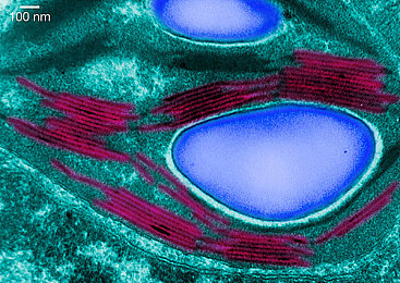 日操夜操|豪华SUV X5日耀夜辉,双模动力,驾驭新境界-1