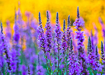 一群老头狂揉我的大乳|独特揉乳设计,惊艳性能突破:这款新车成市场黑马,未来可期!-1