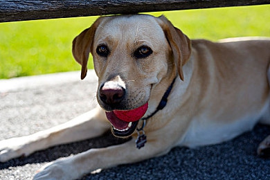 天天色天天色天天色｜新能源汽车新宠，流线科技，驾驭未来-3