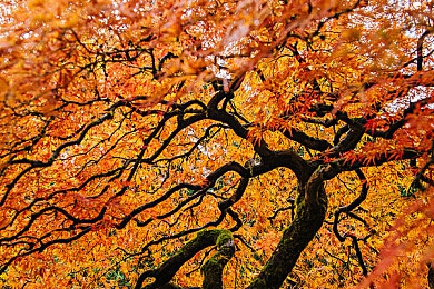 香蕉捅桃子|智能出行新纪元:自动驾驶“香蕉捅桃子”概念车引领未来驾驶潮流-2