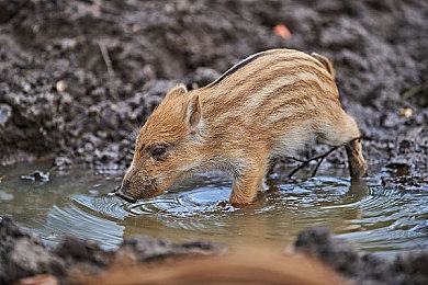 男生和女生一起差差差很痛的App|汽车文化新风尚,互动娱乐两不误,智慧平台共成长-1
