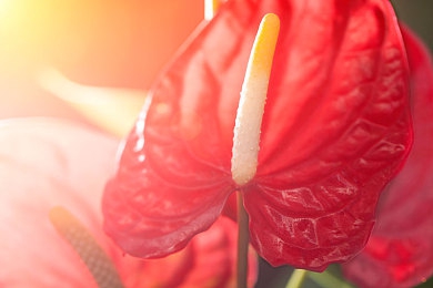 老师的兔子又大又圆｜驰骋巅峰，豪华巨兽引领潮流-1