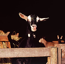 麻花传MDR免费版国语,“免费语音识别助安全驾驶,智能系统革新汽车行业体验”-1