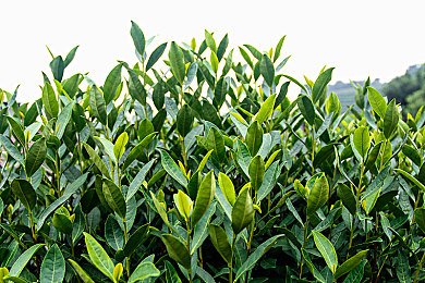 日本少妇特殊按摩｜日本汽车科技新突破，创新按摩系统引领舒适驾驶革命-2