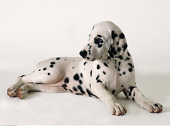 韩国色情网站｜韩国汽车企业道德风波：品质卓越背后，行业底线不容忽视-2