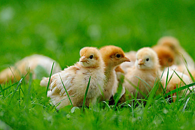 404黄色｜个性化环保新潮，引领汽车色彩潮流的“404黄色”车型备受瞩目-3