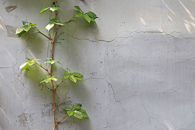 特级毛带武则天-4