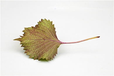 犯された人妻石原莉奈|汽车行业性骚扰事件引发热议:女性权益如何保障,石原莉奈离职事件反思职场环境-5