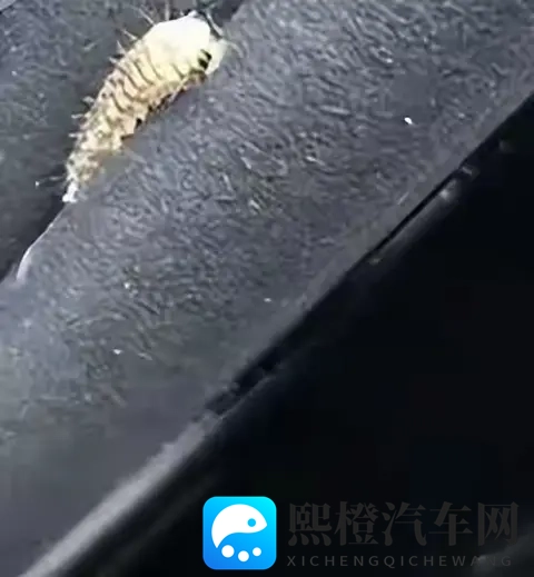 警惕!栾树下停车遭虫啃,新车满是窟窿-3