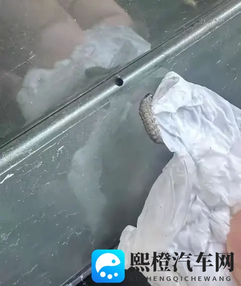警惕!栾树下停车遭虫啃,新车满是窟窿-2