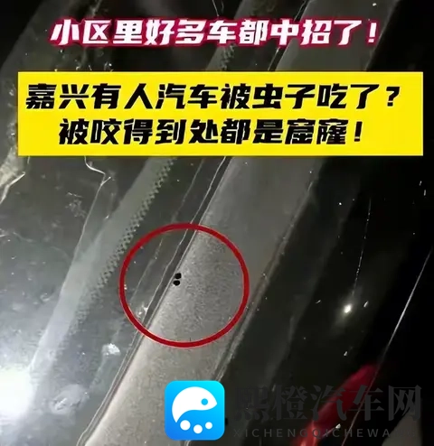 警惕!栾树下停车遭虫啃,新车满是窟窿-1